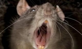 蜗牛人图片 蜗牛人图片