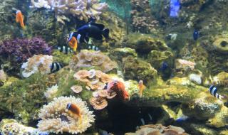 重庆欢乐海底世界 重庆欢乐海底世界